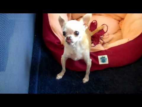 fawn chihuahua in dog bed