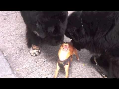 chihuahua in between two large black dogs