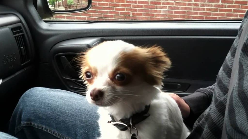 white and brown long hair Chihuahua sitting on someones lap in car