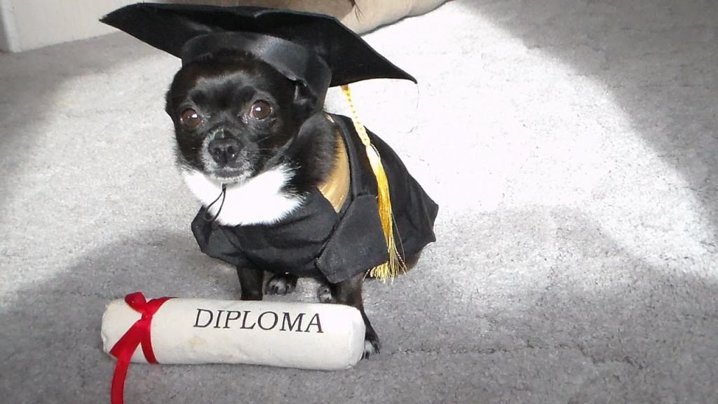 black Chihuahua in graduate costume