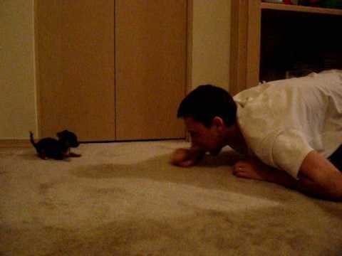 man playing with black chihuahua puppy
