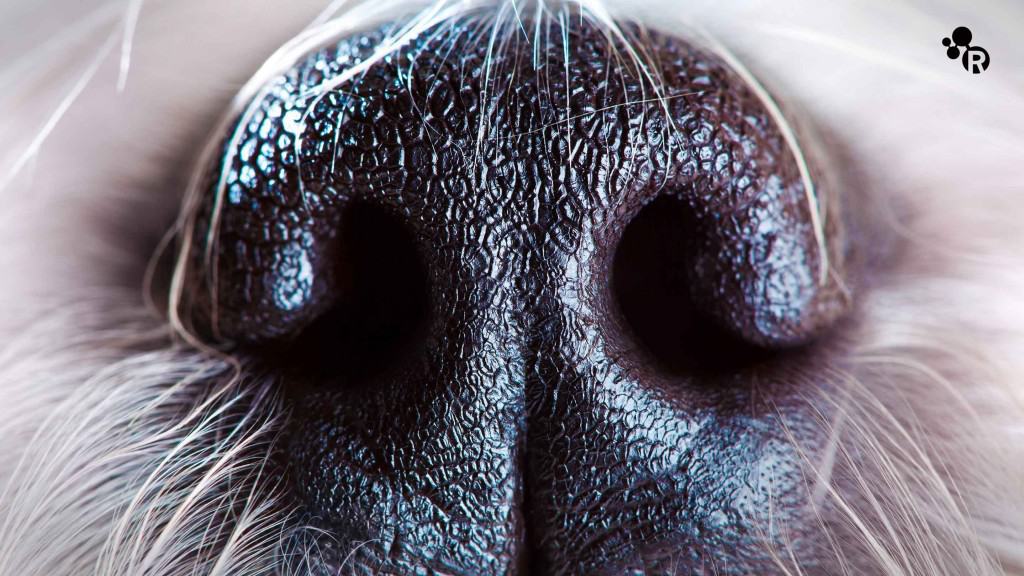 Why Do Dogs Sniff Each Other’s Butts? Here Is The Answer