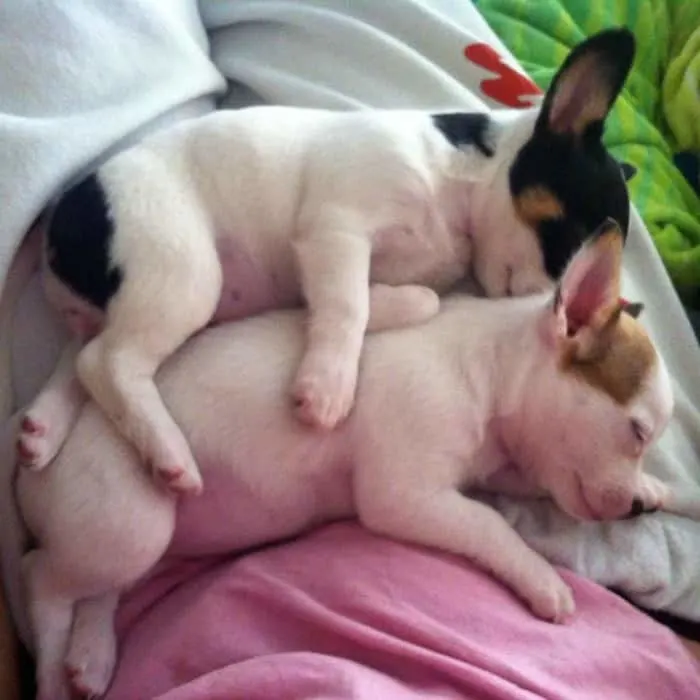 bulldog puppies sleeping mom