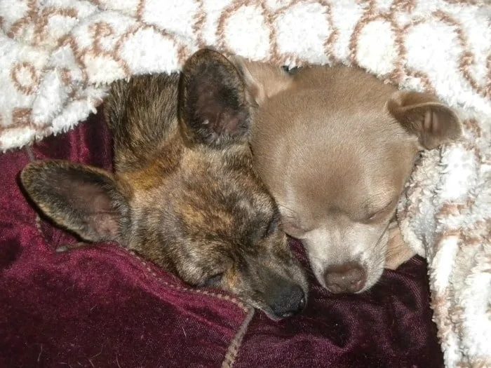 2 sleeping Chihuahuas