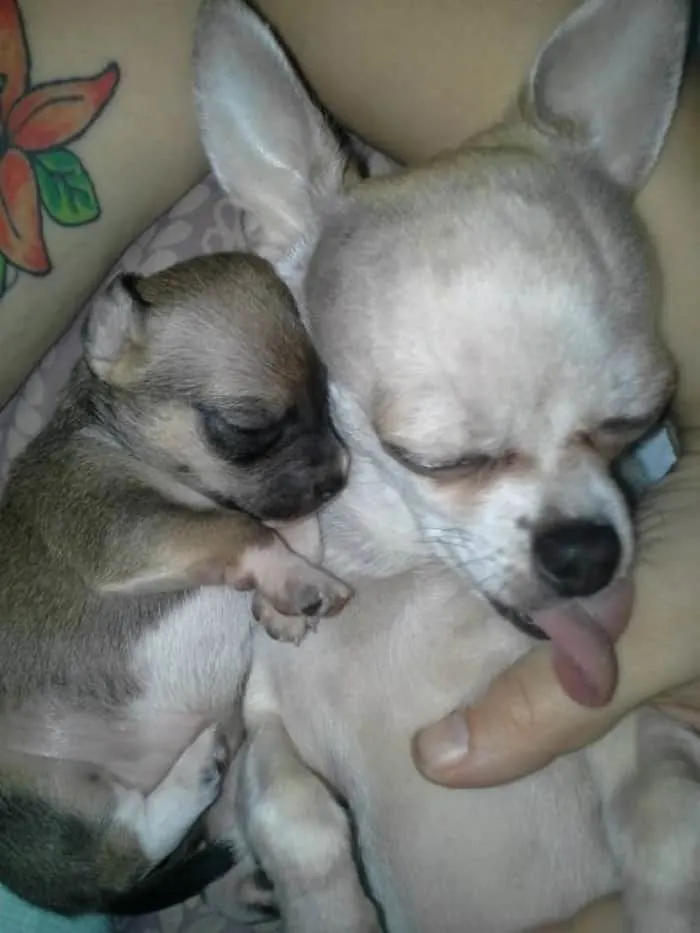 3 week old Chi and mom