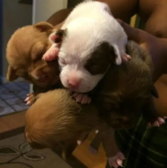 A pack of puppies!