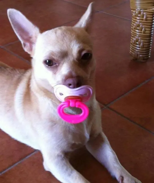 Pinki the Chihuahua