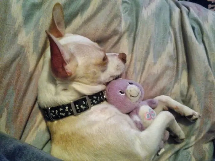 sleeping Chi