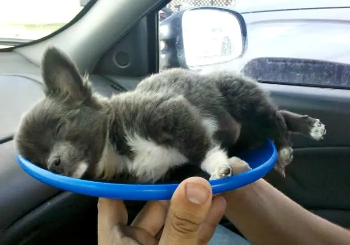 sleeping puppy in frisbee