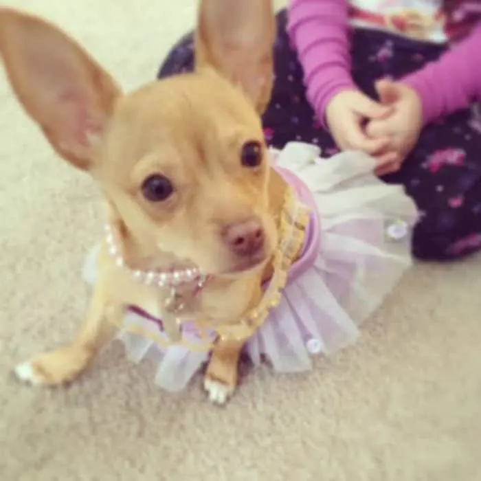 Alicia Bracey's Chihuahua