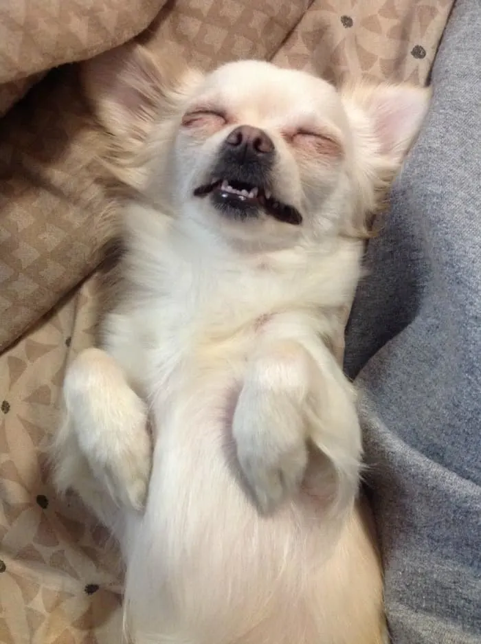Amahra Davis' sleeping Chihuahua