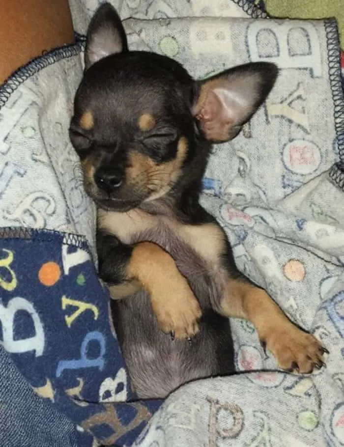 Amber Padilla's Chihuahua