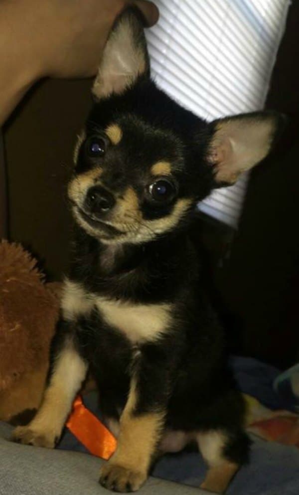 9 week discount chihuahua puppy