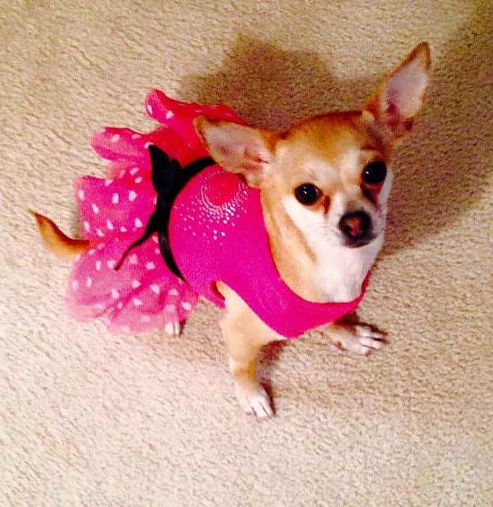 Chihuahuas in Pretty Dresses | I Love My Chihuahua