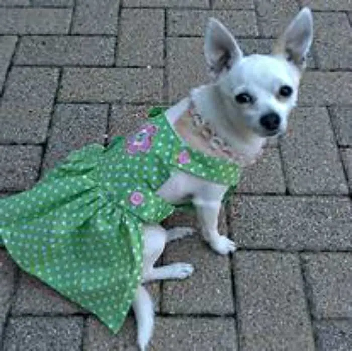 Chihuahua in green dress