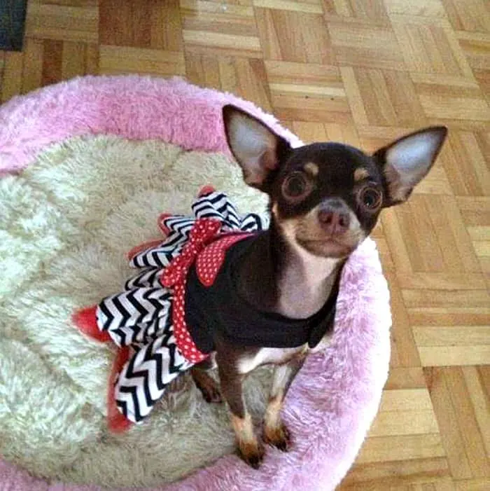 Annie Latulippe's Chihuahua