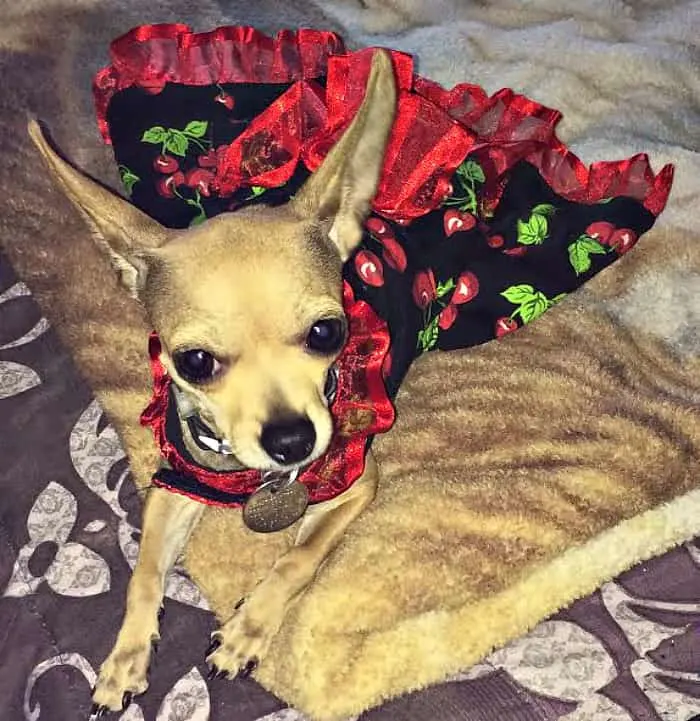 Chihuahua in Cherry dress