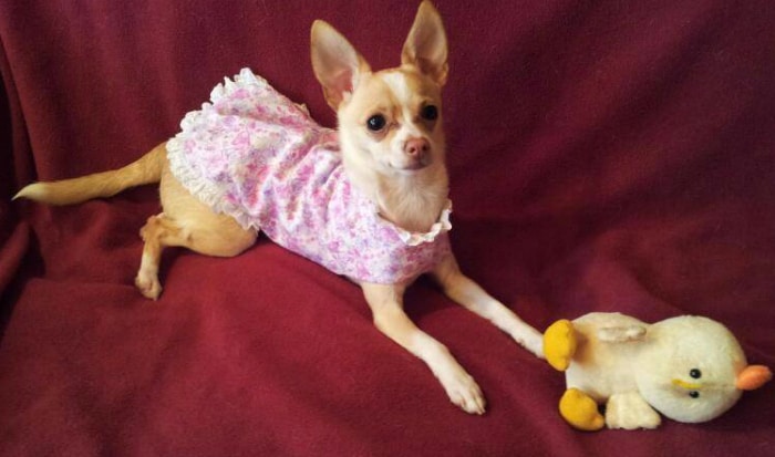 Chihuahua in pink dress