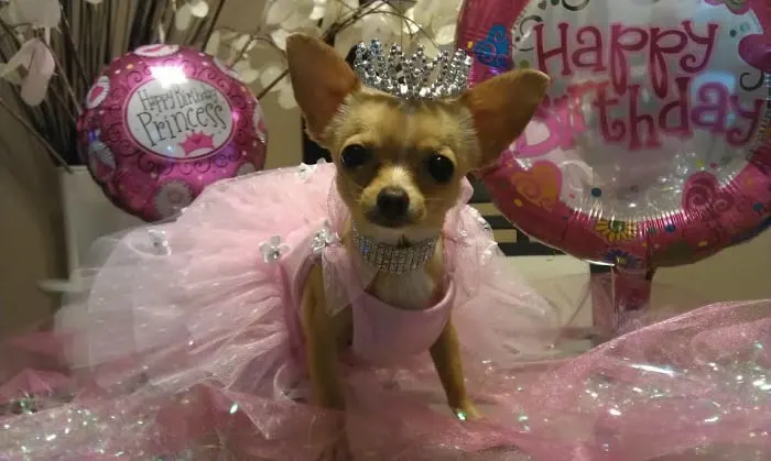 chihuahua dressed as princess