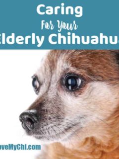 side view of elderly chihuahua
