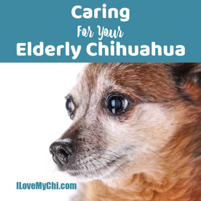 how old is a chihuahua in dog years