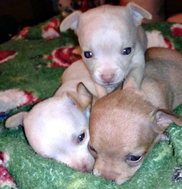 Trio of Chihuahua puppies