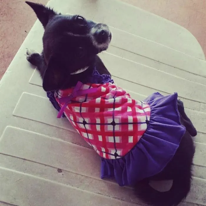 Chihuahua in pretty dress