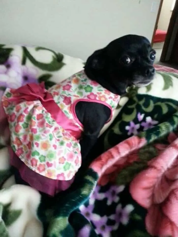 Chihuahua in dress