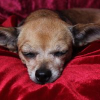 Elderly sleeping Chihuahua in red dog bed.