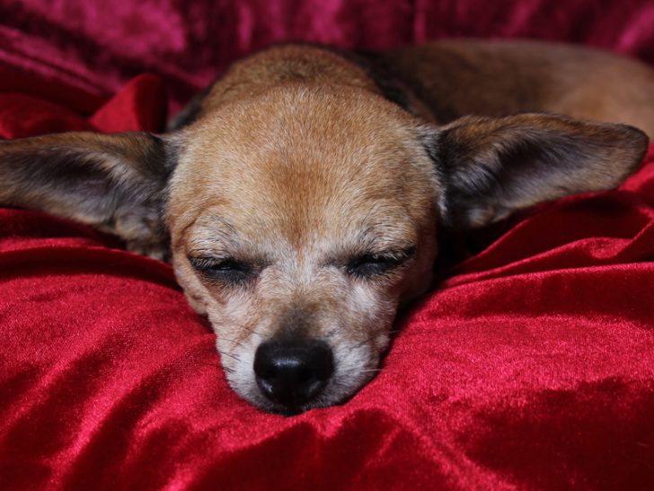 Elderly sleeping Chihuahua in red dog bed.