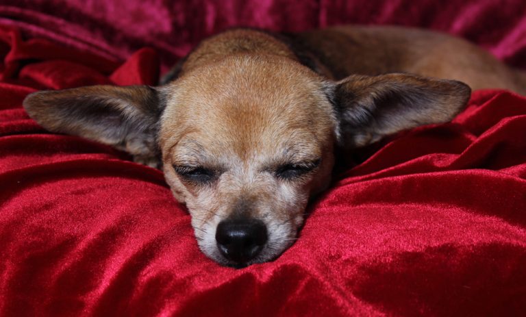 Elderly sleeping Chihuahua in red dog bed.