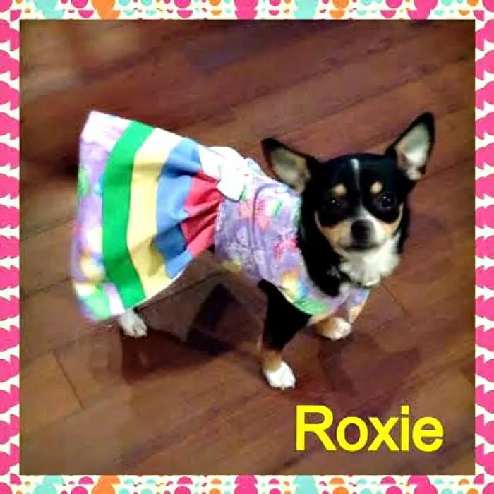 Roxie the Chihuahua