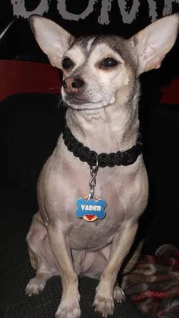 Vader the Chihuahua
