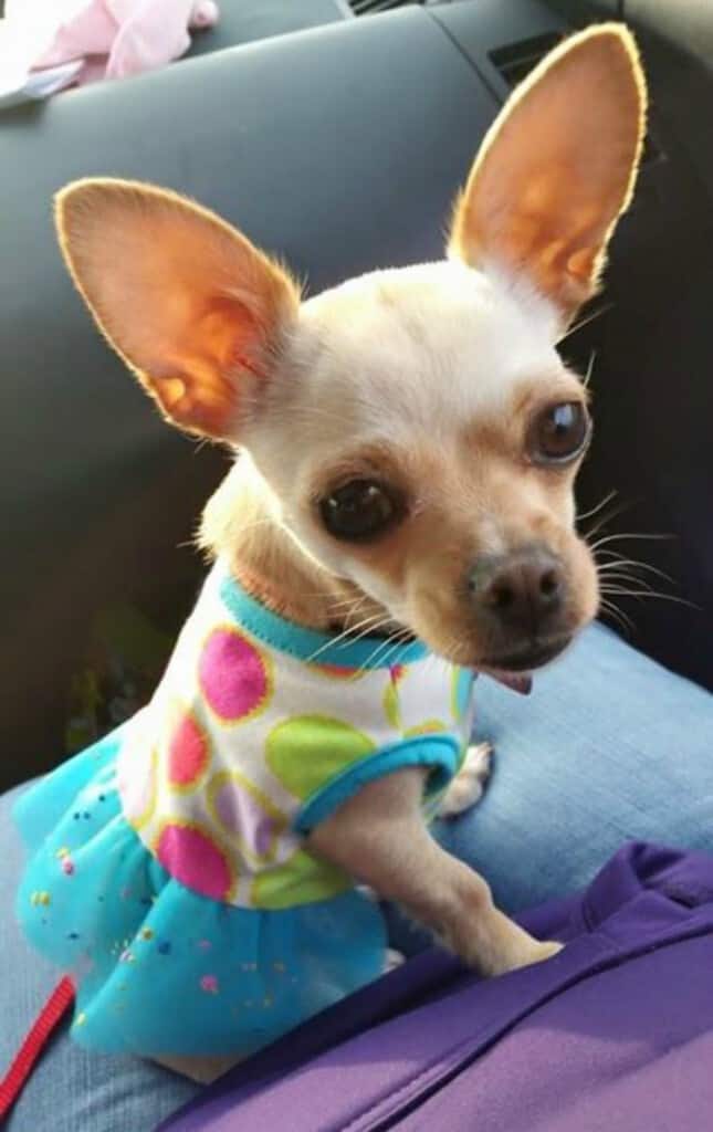 Chihuahua in dress