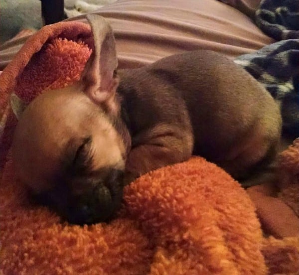 Lily the 7 week old Chihuahua puppy
