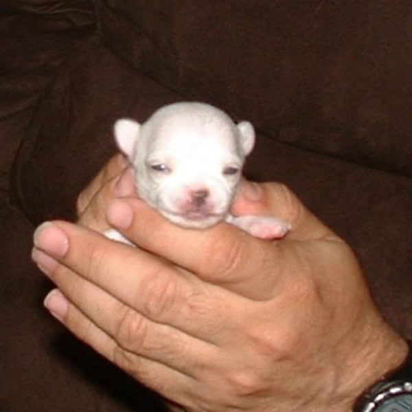 tiny white puppy