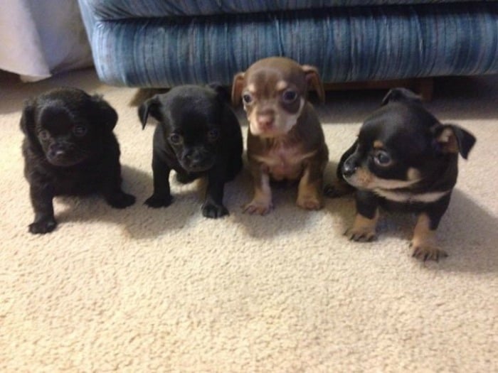 Baby clearance chiweenie puppies