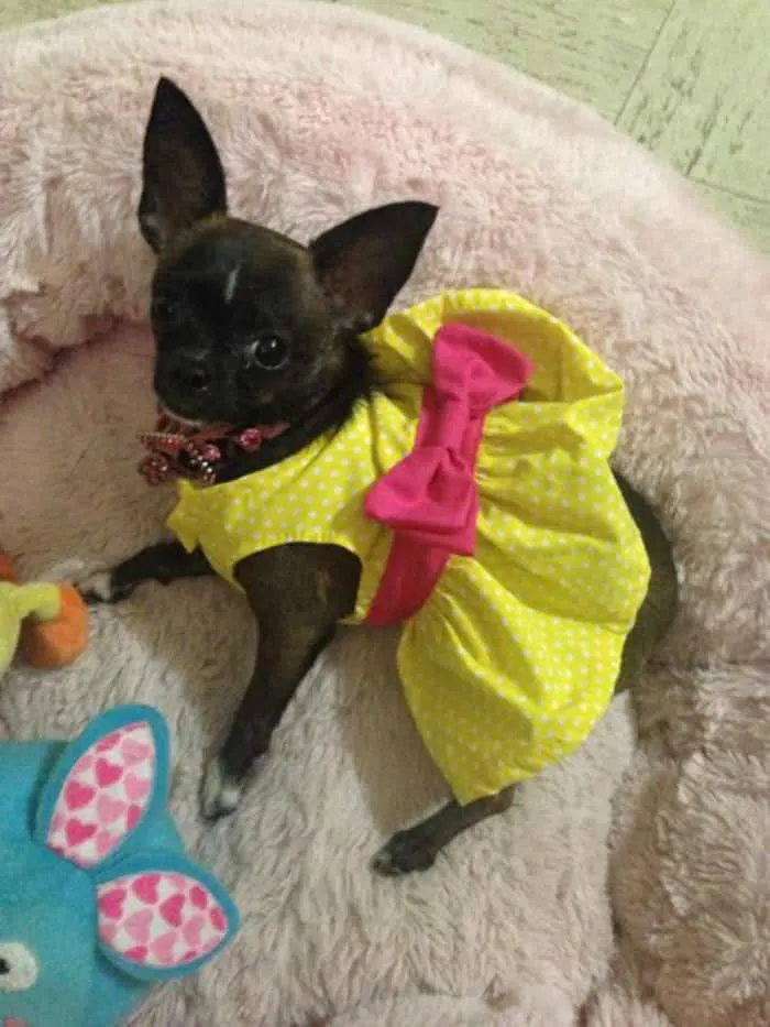 Chihuahua in yellow dress