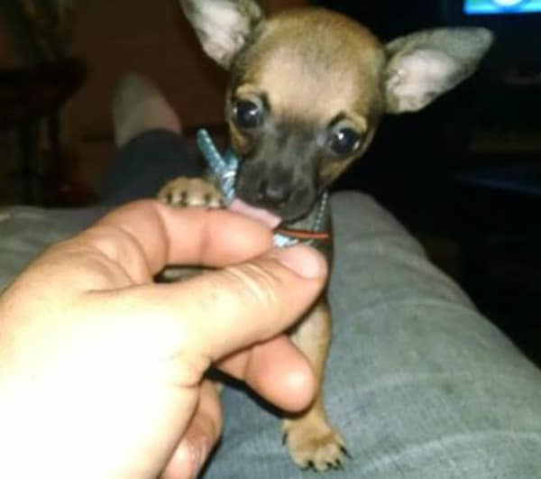 Kip the Chihuahua