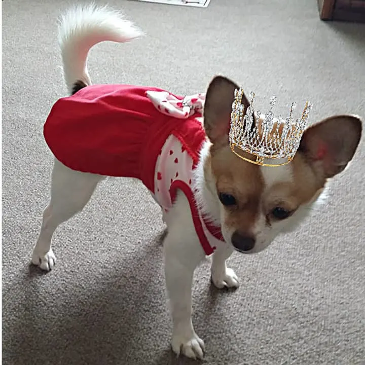 white and tan chihuahua wearing red dress