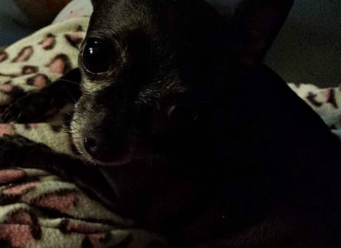 Gypsy the Chi