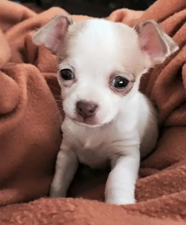 Lola P. Lugo the Chihuahua pup