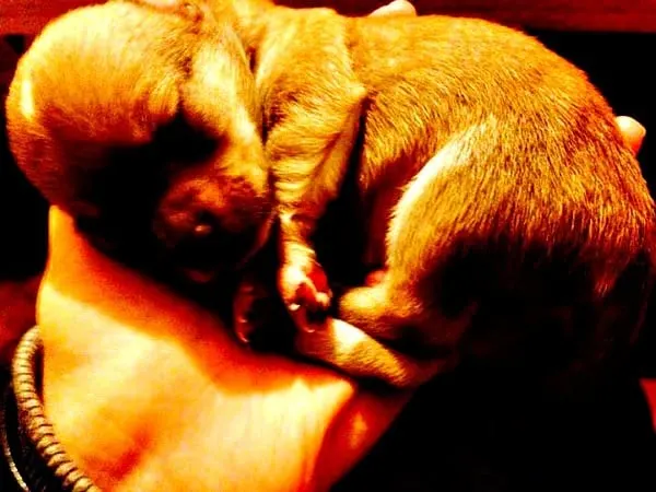 Sleeping Chi Puppy