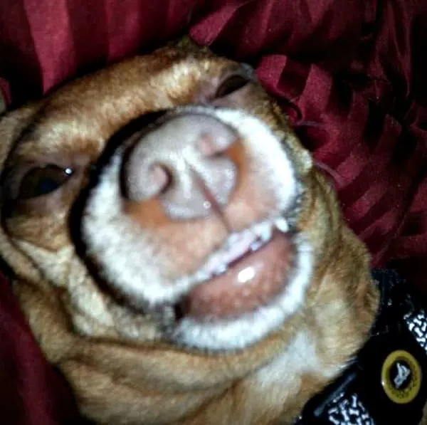 Buddy the Chihuahua