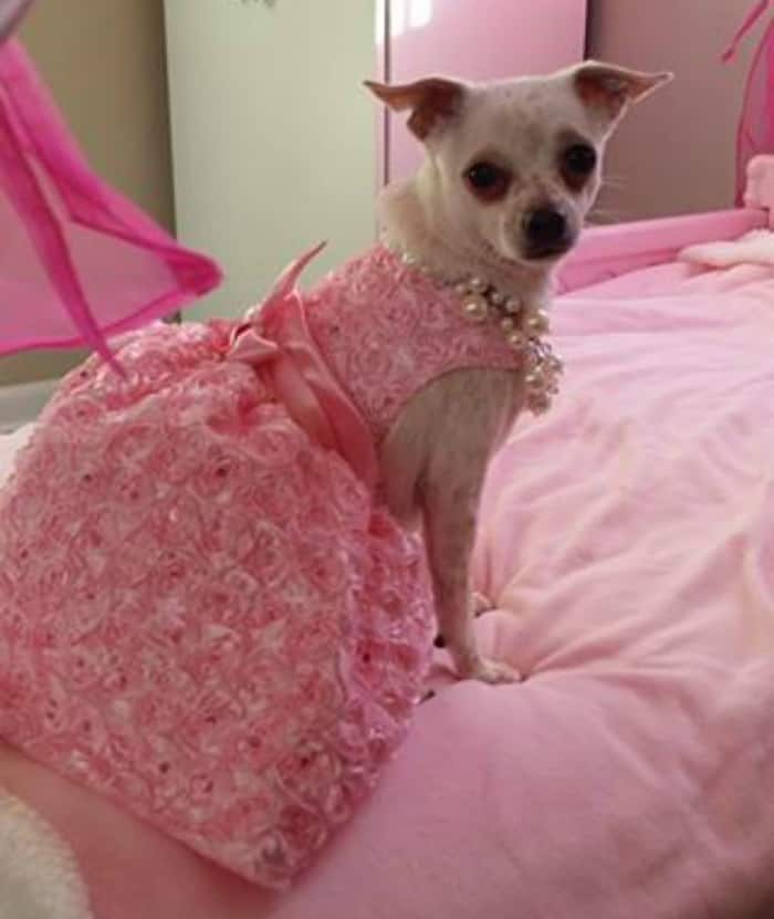pretty in pink Chihuahua