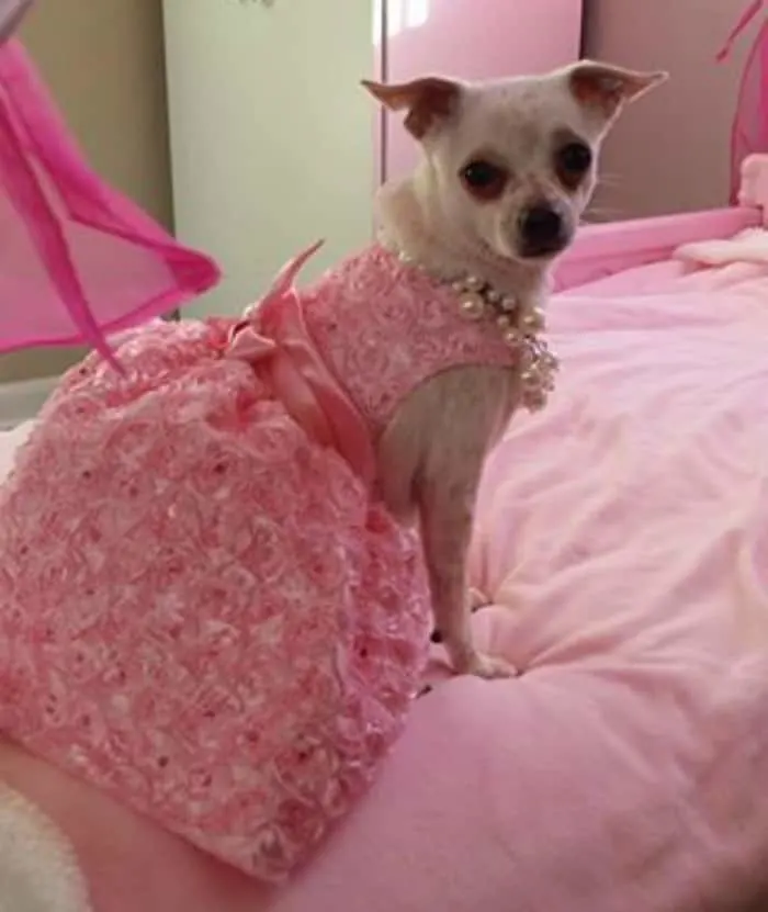 pretty in pink Chihuahua