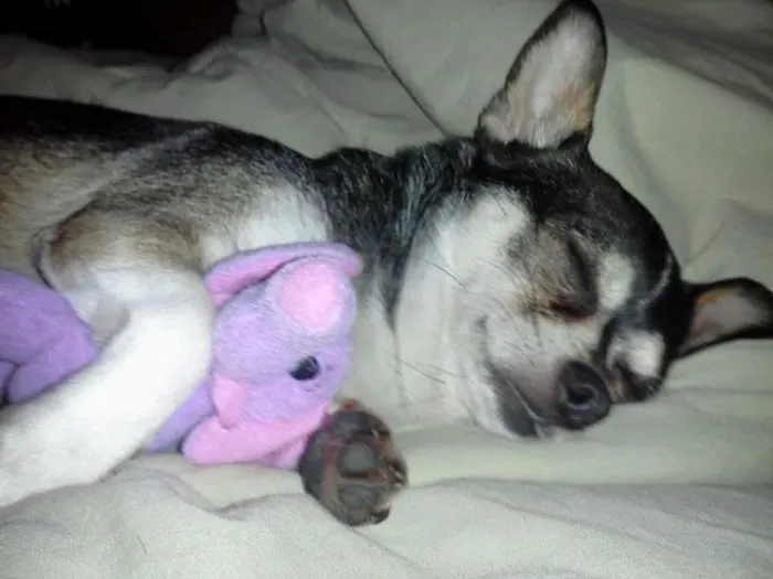 how much do puppy chihuahuas sleep