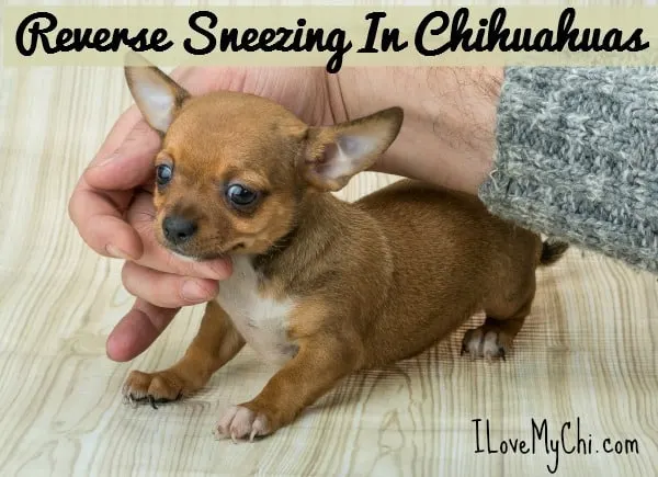 how do you stop reverse sneezing in dogs