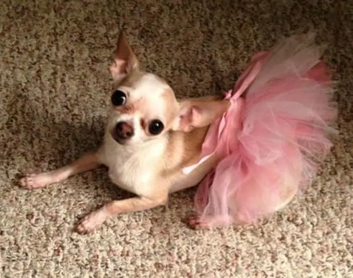 Chihuahua in pink tutu