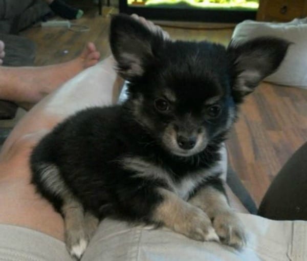 Ruby the Chihuahua puppy